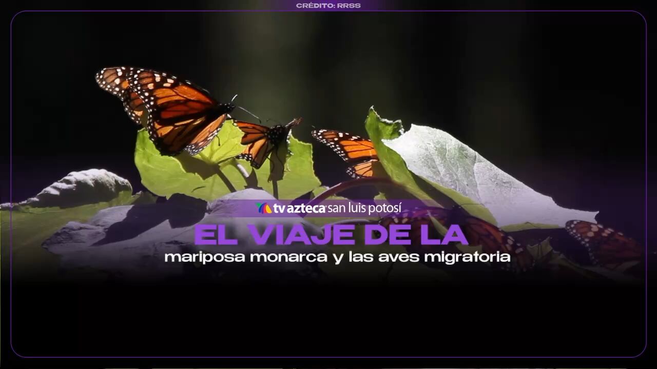 Mariposas monarca y aves migratorias cruzan las ciudades; ¿cuáles son los retos que enfrentan?