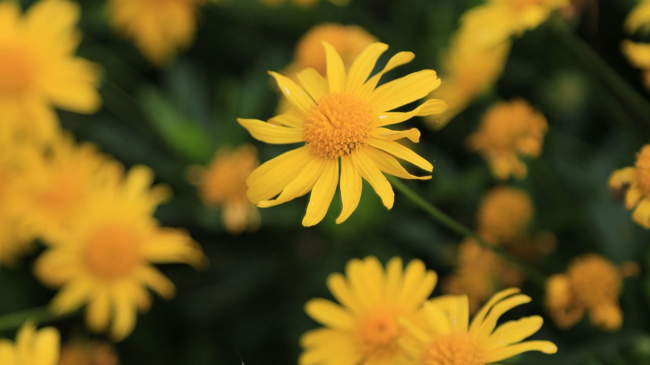 ¿Sabes cuáles son las mejores flores amarillas para regalar este 21 de septiembre? Aquí te lo contamos