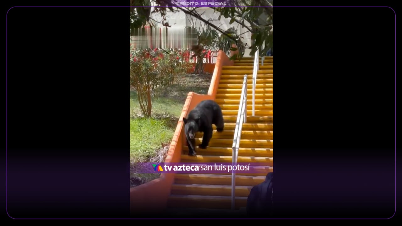 VIDEO: Un oso sorprendió a estudiantes en un campus universitario, ¿cómo fue?