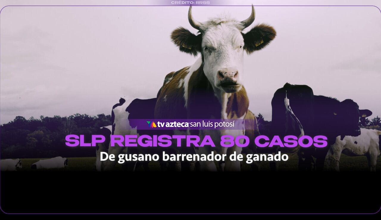¡ALERTA en San Luis Potosí! Se mantienen 80 casos ACTIVOS de gusano barrenador en GANADO