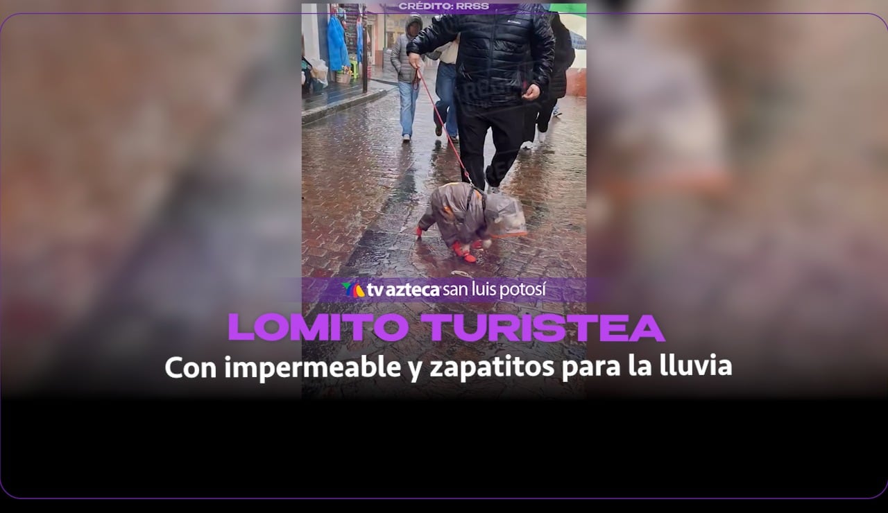 El lomito más preparado para turistear: preparó su outfit para la lluvia