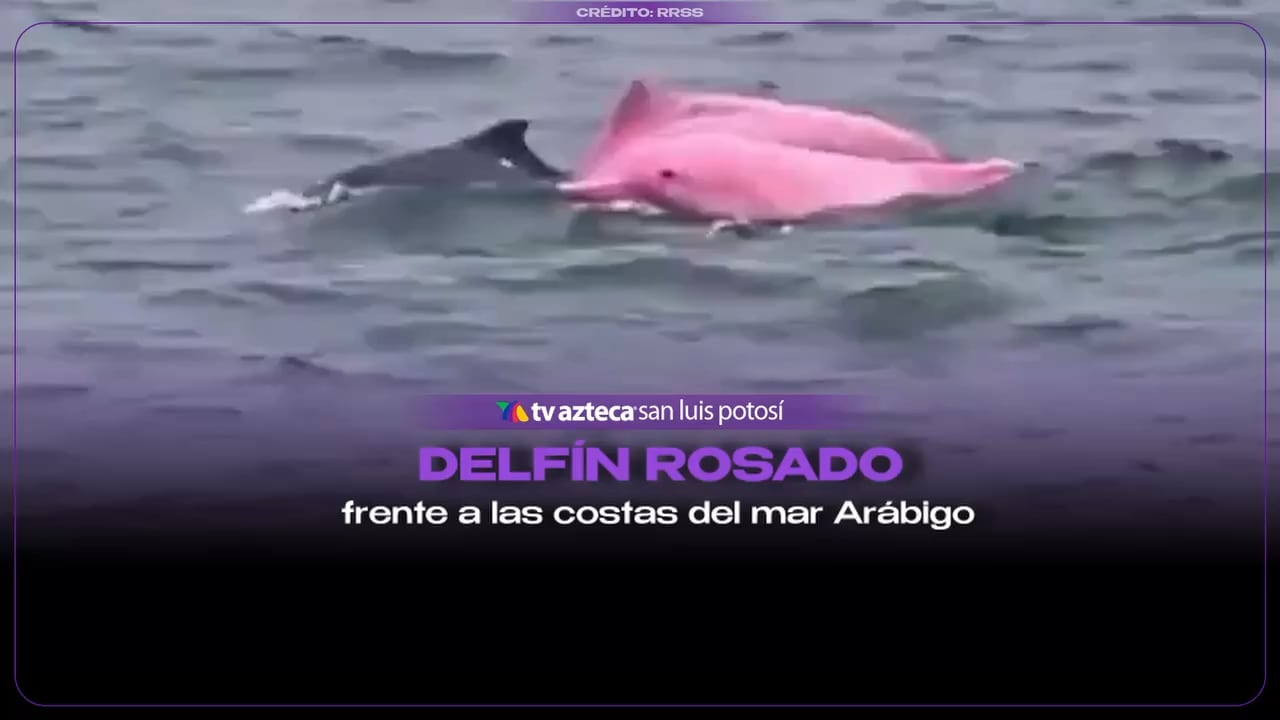 ¡Avistamiento poco común! Un delfín rosado fue visto frente a las costas del mar Arábigo